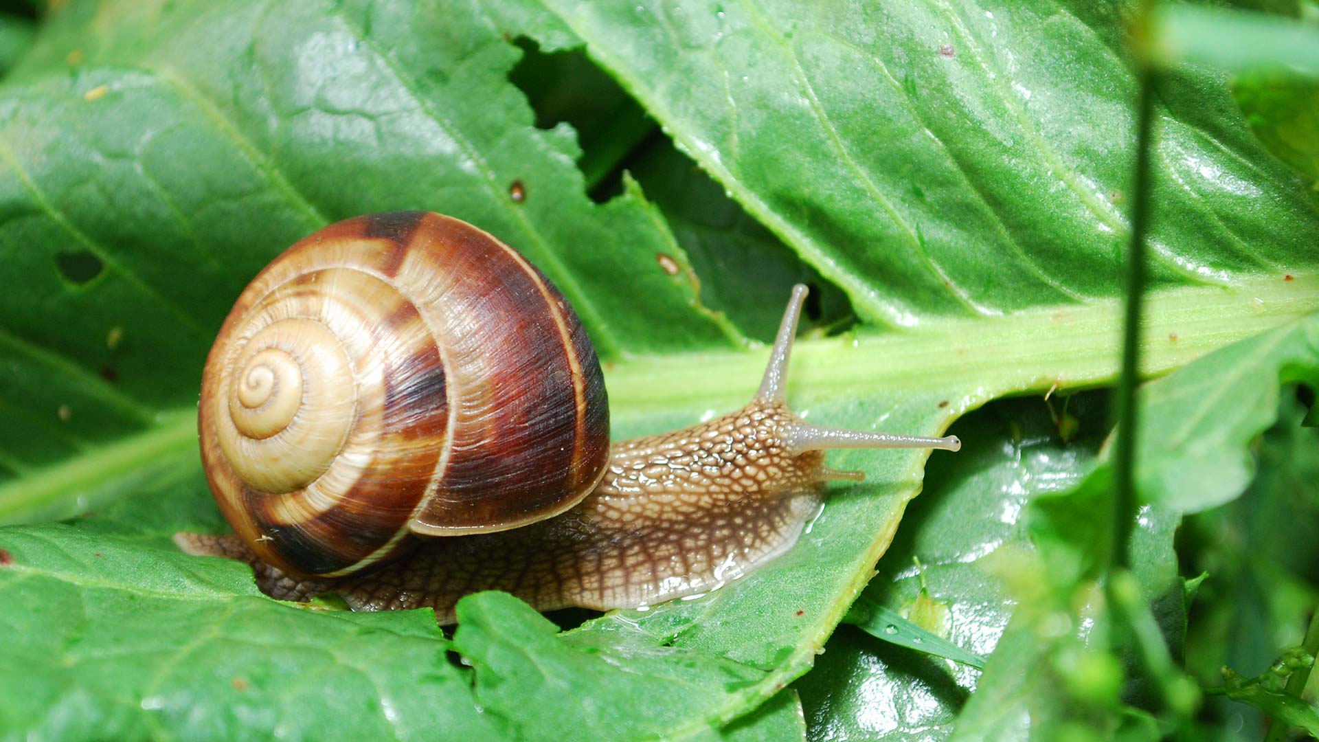 Lumaca su Foglie verdi con le sue proprietà