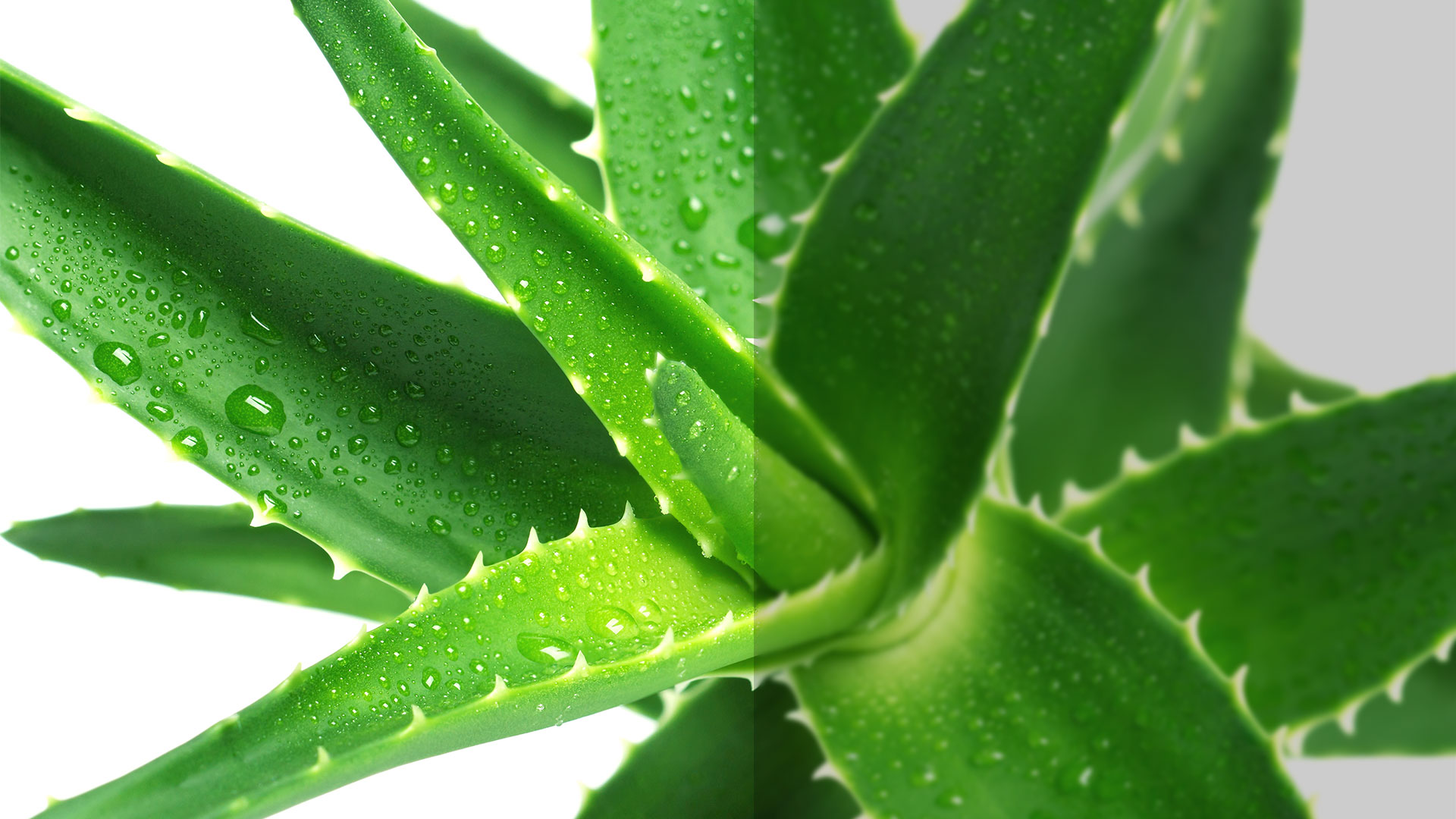 benefici del succo di aloe vera